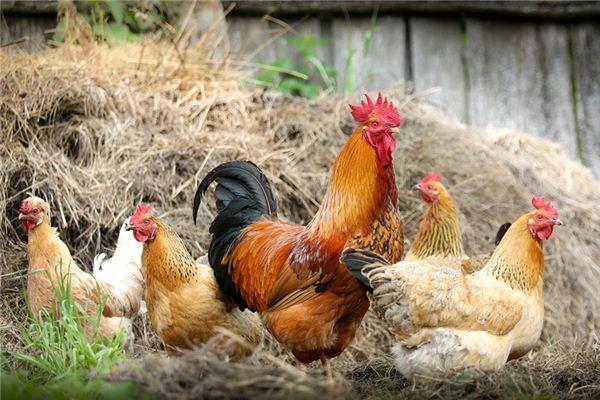 What does it mean to dream of chicken droppings? What does it mean to dream of chicken droppings?