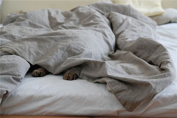 What does it mean to dream of a blanket? What does it mean to dream of a blanket?