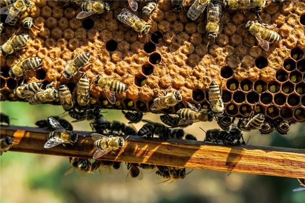 What does it mean to dream of a beehive? What does it mean to dream of a beehive?