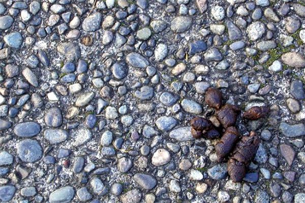 What does it mean to dream about feces? What does it mean to dream about feces?