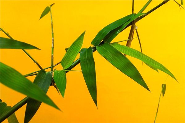 What does it mean to dream of bamboo forks? What does it mean to dream of bamboo forks?