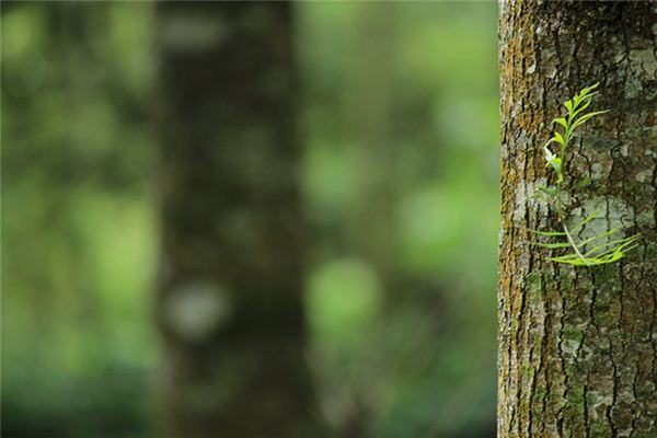 What does it mean to dream of tree sap? What does it mean to dream of tree sap?