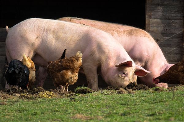 What does it mean to dream of pig manure? What does it mean to dream of pig manure?