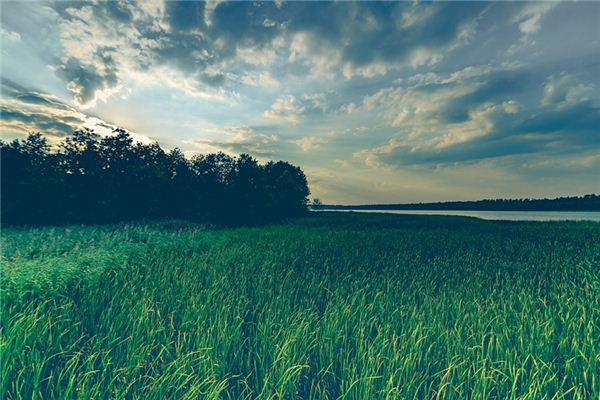 What does it mean to dream of pulling weeds?