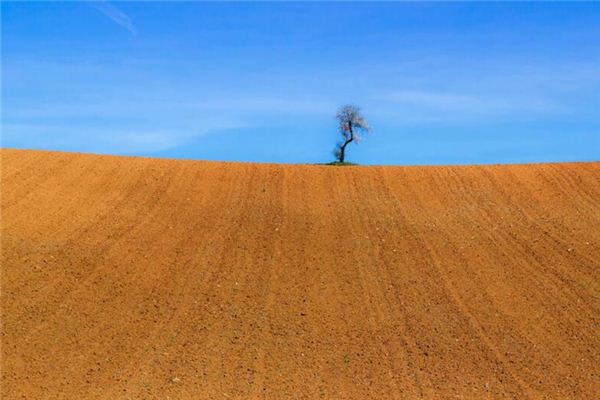 What does it mean to dream of cultivating land? What does it mean to dream of cultivating land?