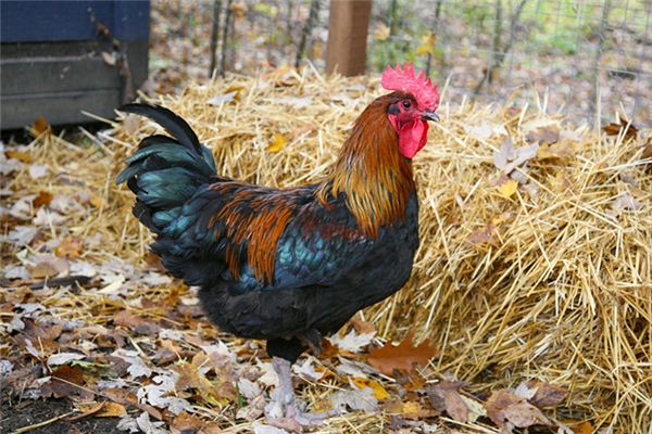 What does it mean to dream of being chased by a rooster? What does it mean to dream of being chased by a rooster?