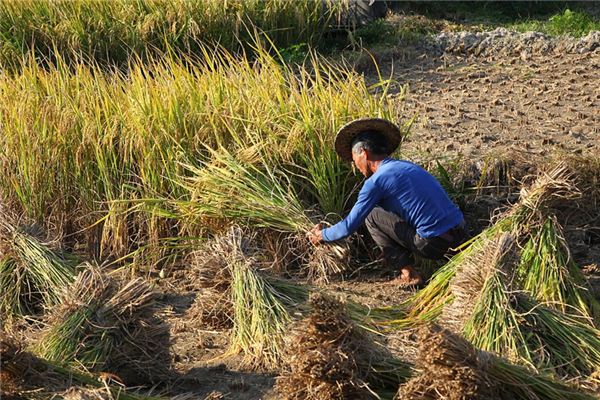 What does it mean to dream of harvesting rice? What does it mean to dream of harvesting rice?