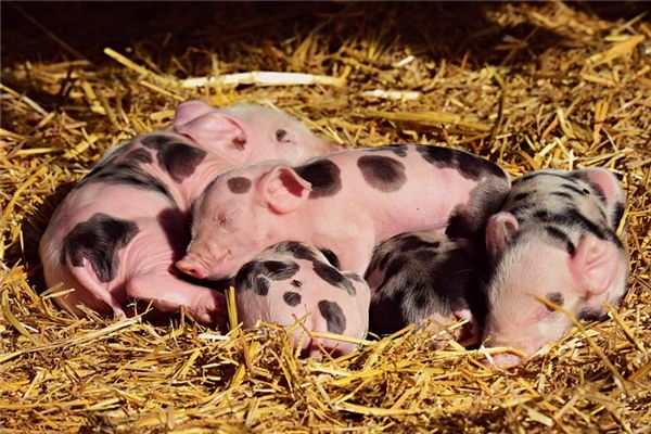 What does it mean to dream of slaughtering a pig?