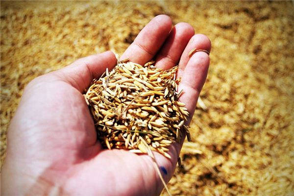 What does it mean to dream of sowing seeds? What does it mean to dream of sowing seeds?