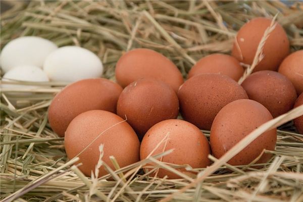 Dreaming of chickens laying eggs Dreaming of chickens laying eggs