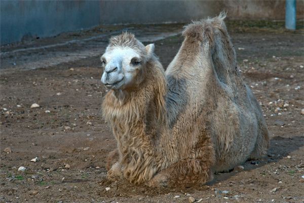 Dreaming of an animal exhibition