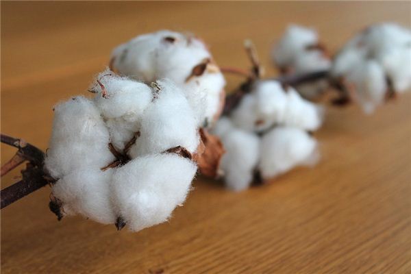 What does it mean to dream of picking cotton? What does it mean to dream of picking cotton?