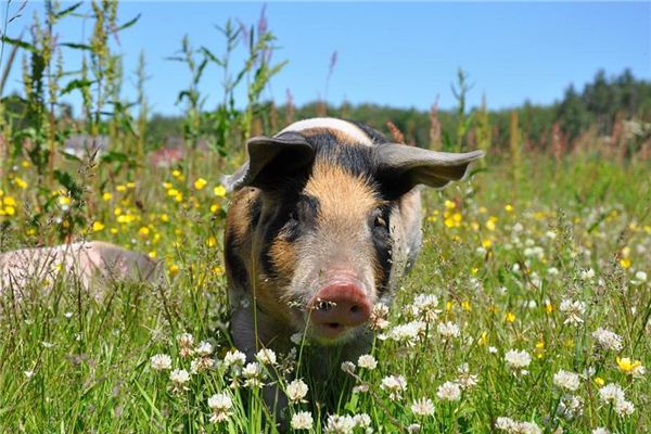 Dreaming of riding a pig across a river, lake, or sea