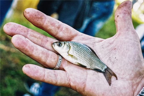 What does it mean to dream of catching fish? What does it mean to dream of catching fish?