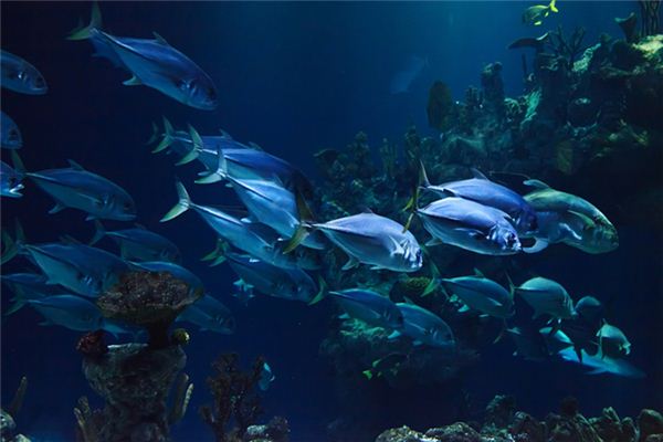 What does it mean to dream of changing the water for fish? What does it mean to dream of changing the water for fish?