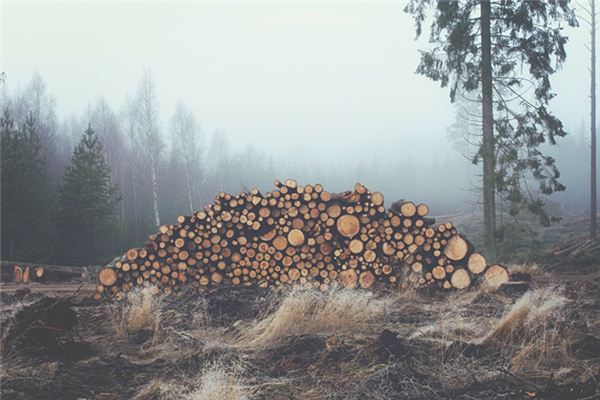 What does it mean to dream of gathering firewood? What does it mean to dream of gathering firewood?