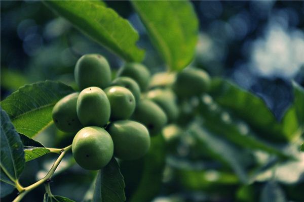 What does it mean to dream of planting jujube trees?
