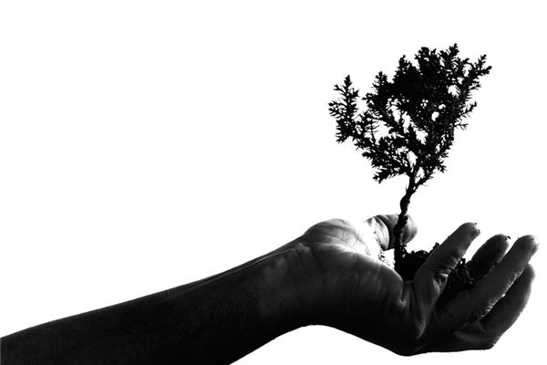 Dreaming of planting trees Dreaming of planting trees
