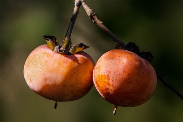 What does it mean to dream of stealing persimmons? What does it mean to dream of stealing persimmons?