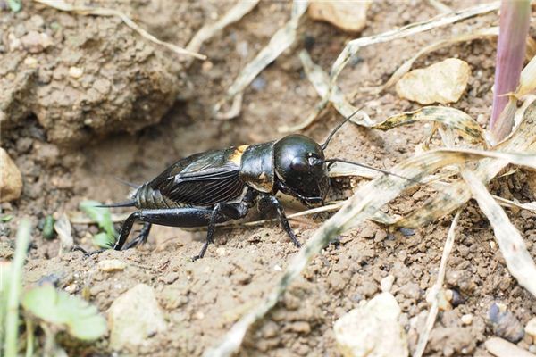 What does it mean to dream of fighting crickets? What does it mean to dream of fighting crickets?