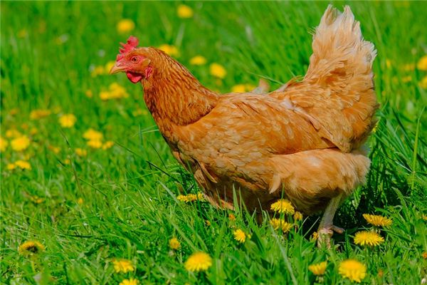 What does it mean to dream of raising chickens? What does it mean to dream of raising chickens?