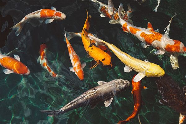 What does it mean to dream of giving away fish and picking up fish? What does it mean to dream of giving away fish and picking up fish?