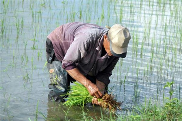 What does it mean to dream of farming? What does it mean to dream of farming?