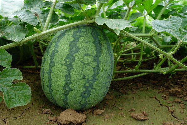Dreaming of stealing and picking watermelons