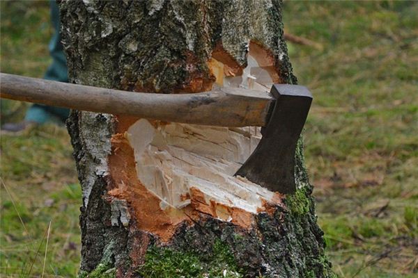 What does it mean to dream of cutting down a tree? What does it mean to dream of cutting down a tree?