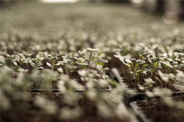What does it mean to dream of planting vegetables? What does it mean to dream of planting vegetables?