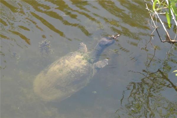 What does it mean to dream of catching a turtle? What does it mean to dream of catching a turtle?