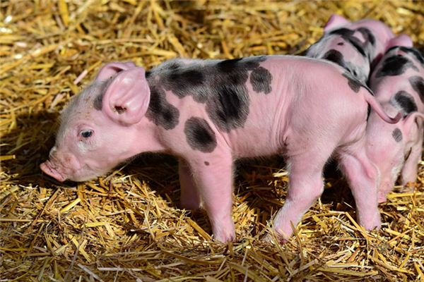 What does it mean to dream of holding a piglet? What does it mean to dream of holding a piglet?
