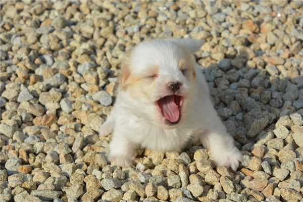 I dreamed of beating a dog I dreamed of beating a dog