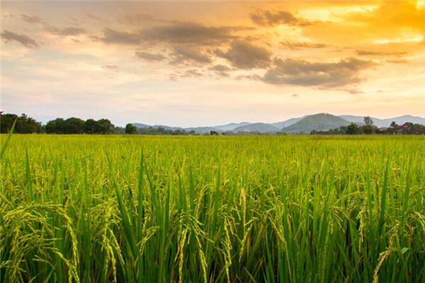 What does it mean to dream of gleaning grains? What does it mean to dream of gleaning grains?