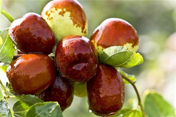 What does it mean to dream of picking dates? What does it mean to dream of picking dates?