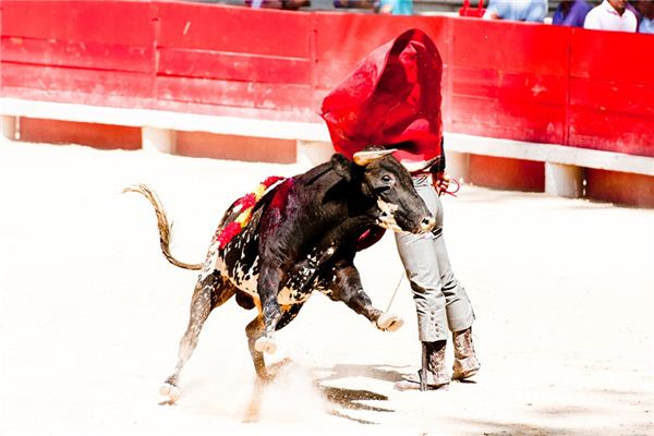 What does it mean to dream of bullfighting? What does it mean to dream of bullfighting?