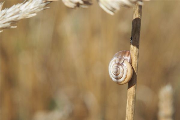 What does it mean to dream of picking snails? What does it mean to dream of picking snails?