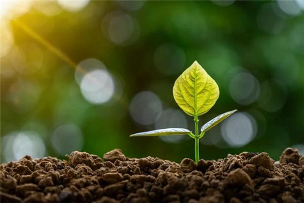 What does it mean to dream of planting trees? What does it mean to dream of planting trees?