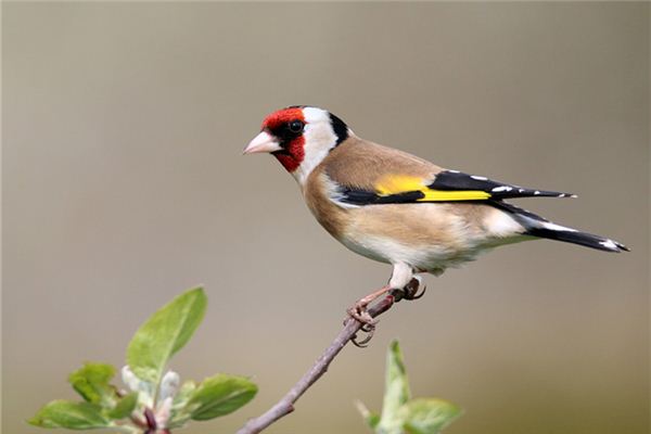 What does it mean to dream of catching birds? What does it mean to dream of catching birds?