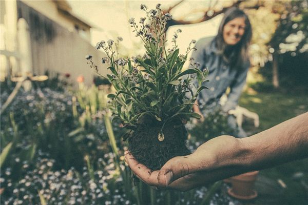 What does it mean to dream of planting flowers? What does it mean to dream of planting flowers?