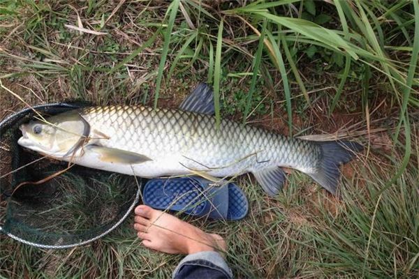 I dreamed of a woman catching fish.