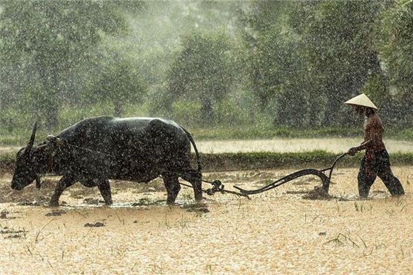 Dreaming of farming