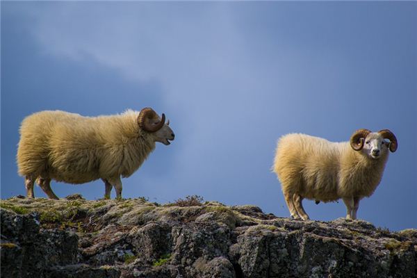What does it mean to dream of someone else killing a sheep? What does it mean to dream of someone else killing a sheep?