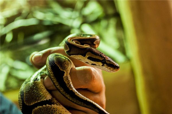 What does it mean to dream of killing a snake?