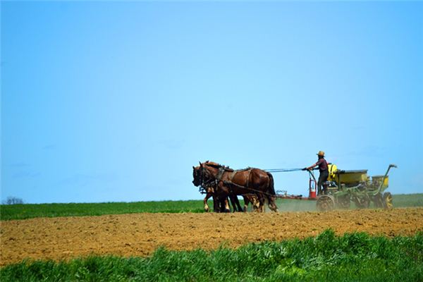 What does it mean to dream of plowing the land? What does it mean to dream of plowing the land?