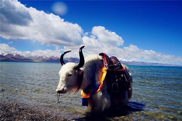 What does it mean to dream of riding a cow across a river? What does it mean to dream of riding a cow across a river?