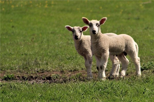 What does it mean to dream of herding sheep? What does it mean to dream of herding sheep?