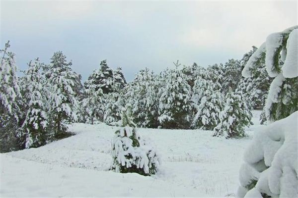 I dreamed of walking in a snow-covered forest.