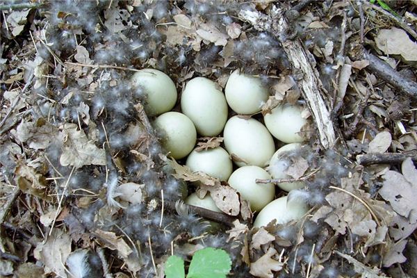 What does it mean to dream of picking up duck eggs? What does it mean to dream of picking up duck eggs?