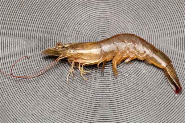 What does it mean to dream of catching shrimp? What does it mean to dream of catching shrimp?